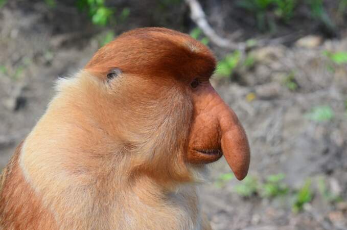 singe